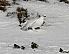 Ptarmigan